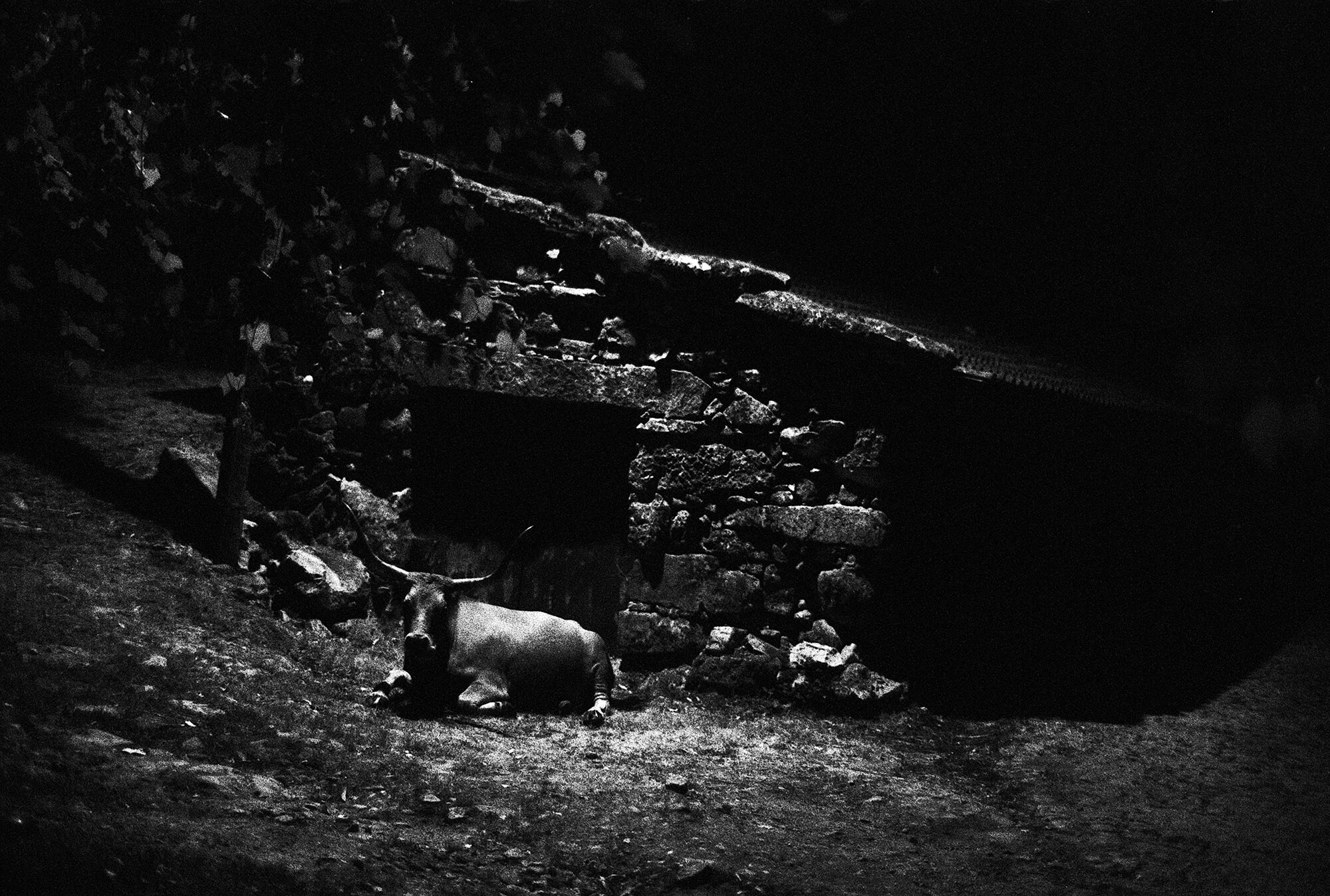 7_ox-night-geres