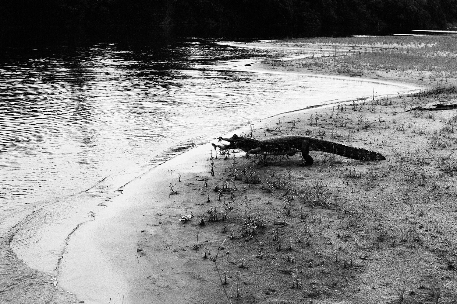 6_jacare-pantanal-1